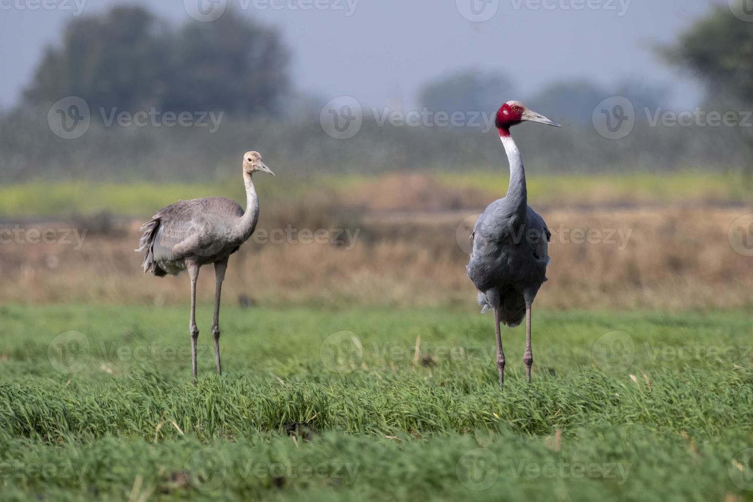 Sarus gru o antigone antigone osservato vicino nalsarovar nel Gujarat, India foto