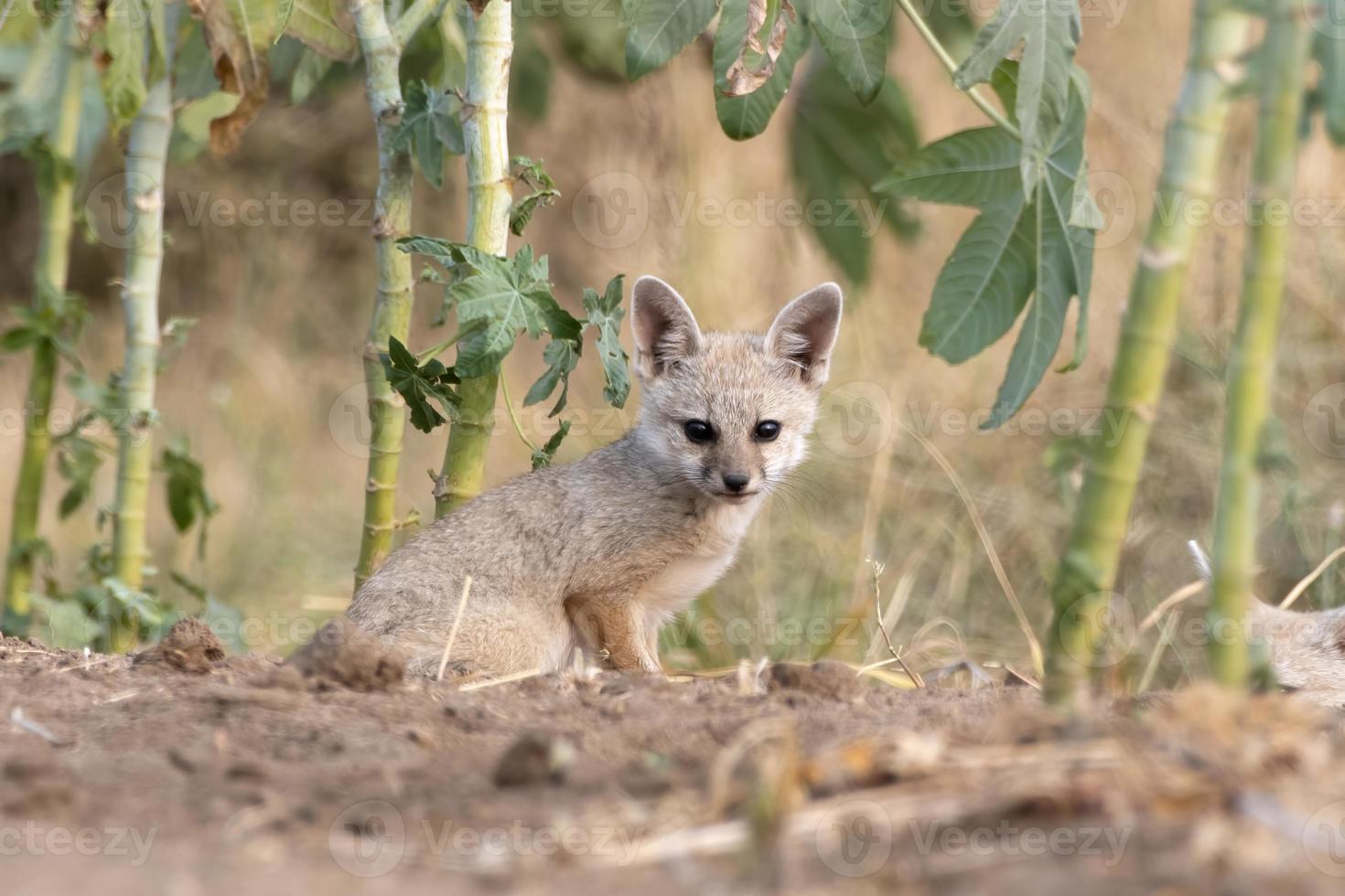 cuccioli di Bengala Volpe o vulpes bengalese osservato vicino nalsarovar nel gujarat foto