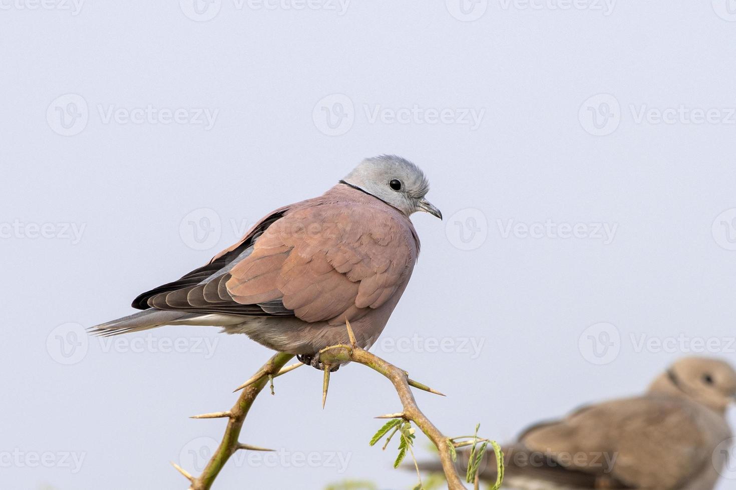 rosso colletto colomba o streptopelia tranquilla osservato vicino nalsarovar, India foto