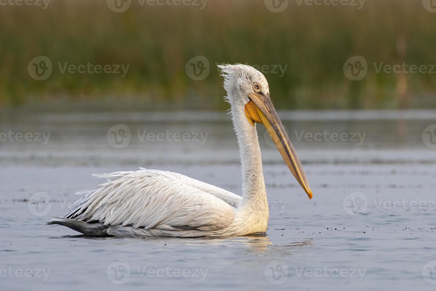 dalmata pellicano o pelecanus croccante, osservato nel nalsarovar nel Gujarat, India foto