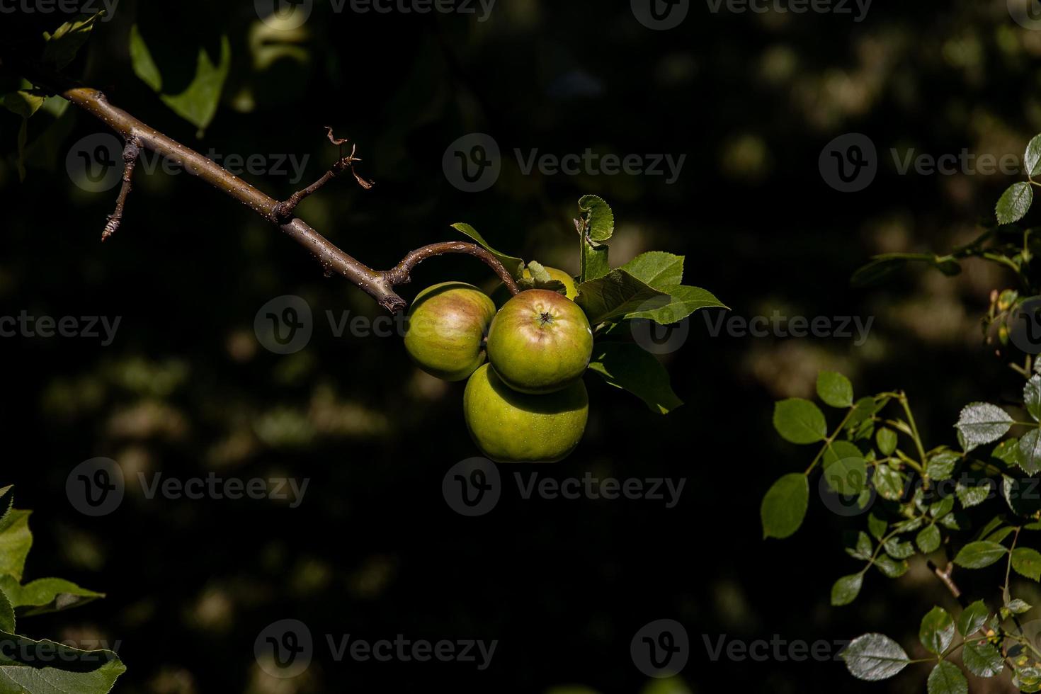 salutare gustoso biologico verde mele su il albero ramo su un' estate giorno nel il frutteto foto