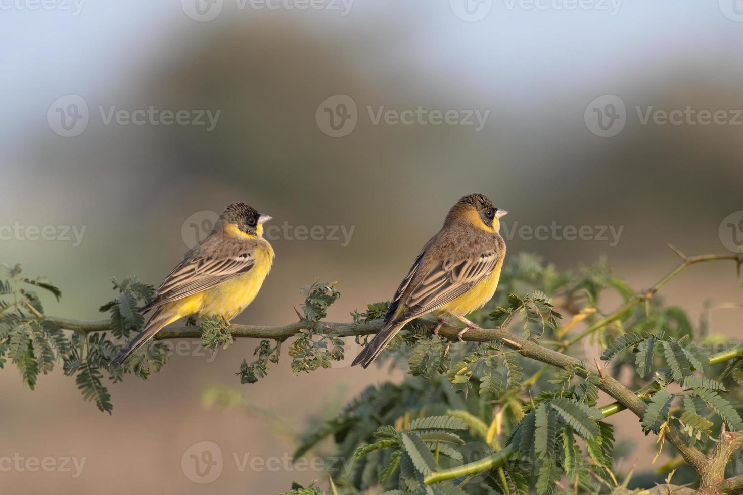 paio di testa nera pavese o emberiza melanocefala osservato vicino nalsarovar foto