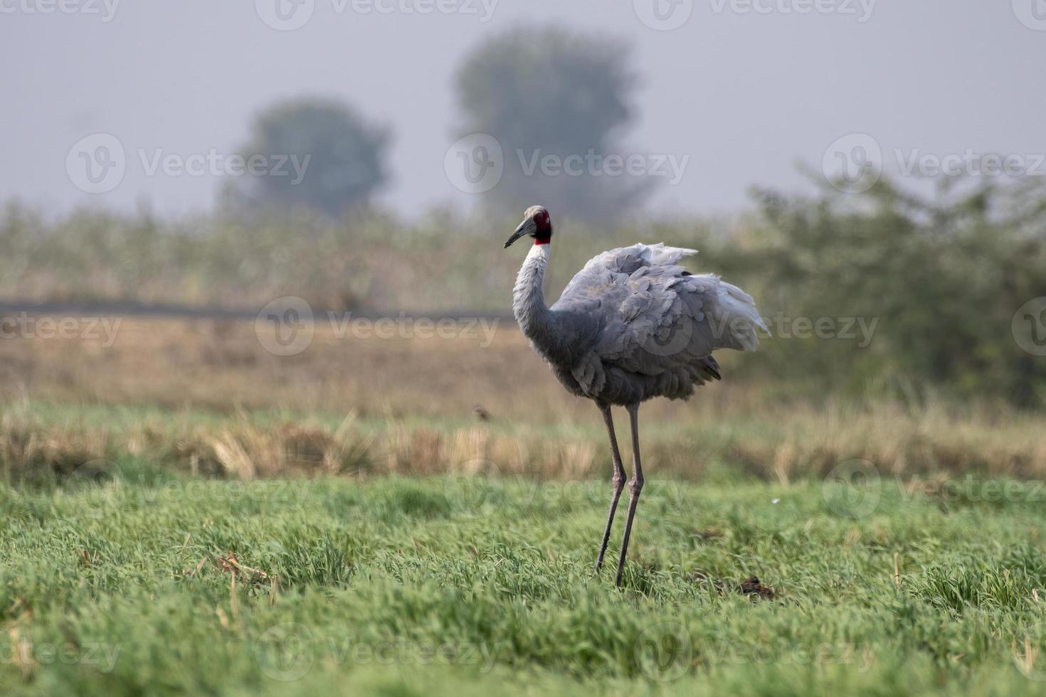 Sarus gru o antigone antigone osservato vicino nalsarovar nel Gujarat, India foto