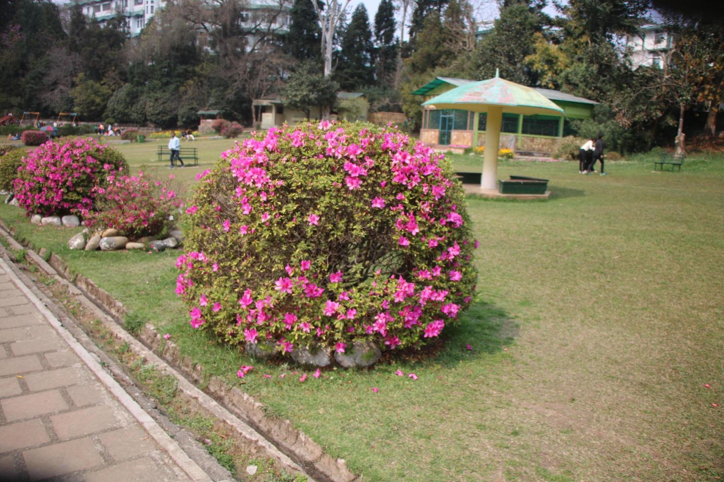 il fiori nel il giardino Guarda molto bellissimo foto