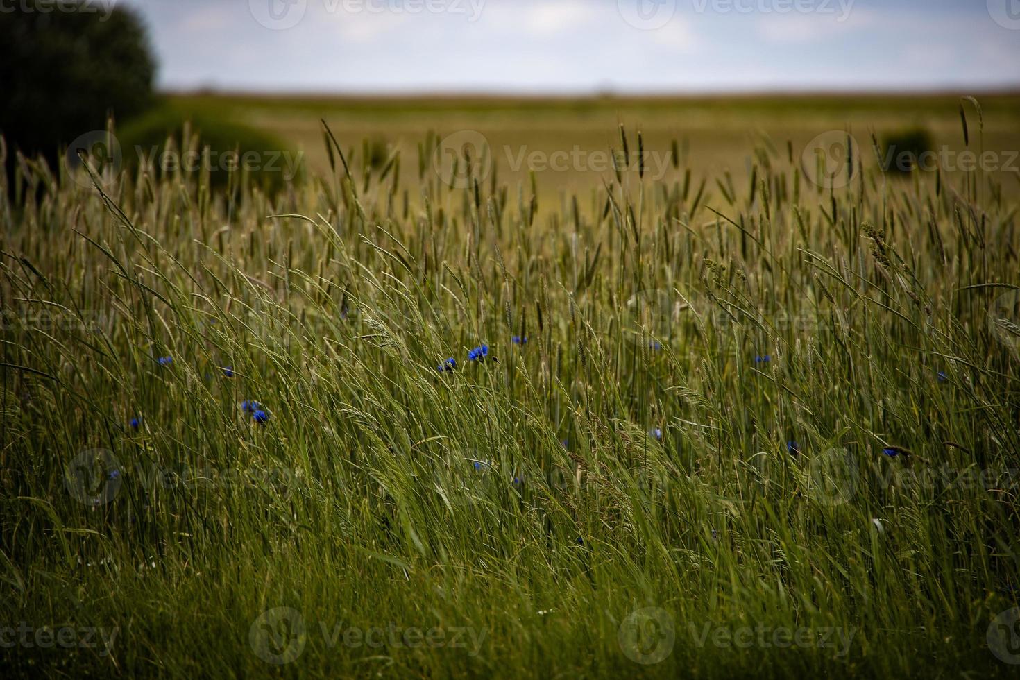 agricolo paesaggio nel Polonia su un' estate giorno foto