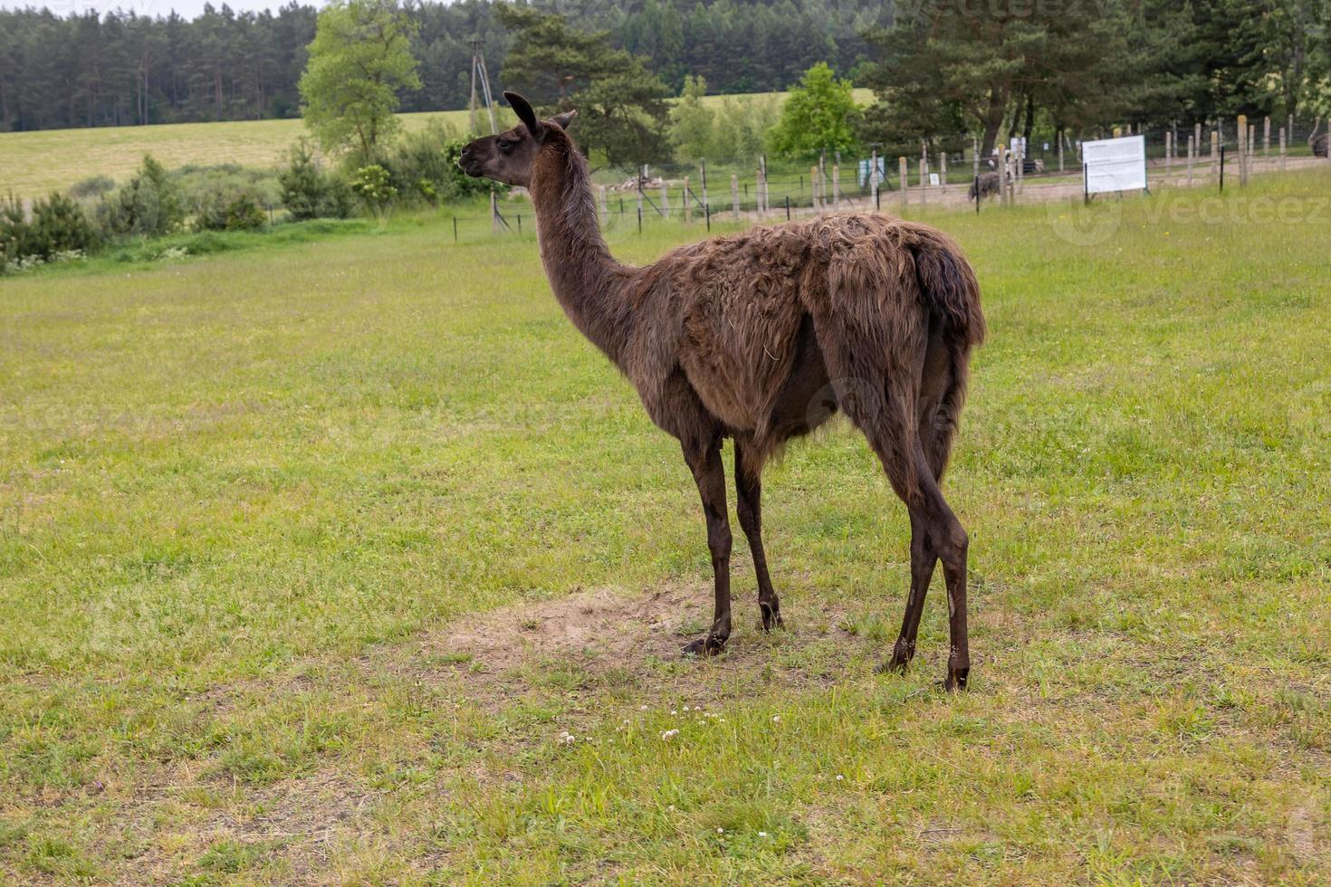 Marrone lama a piedi su verde erba su un' caldo estate giorno foto