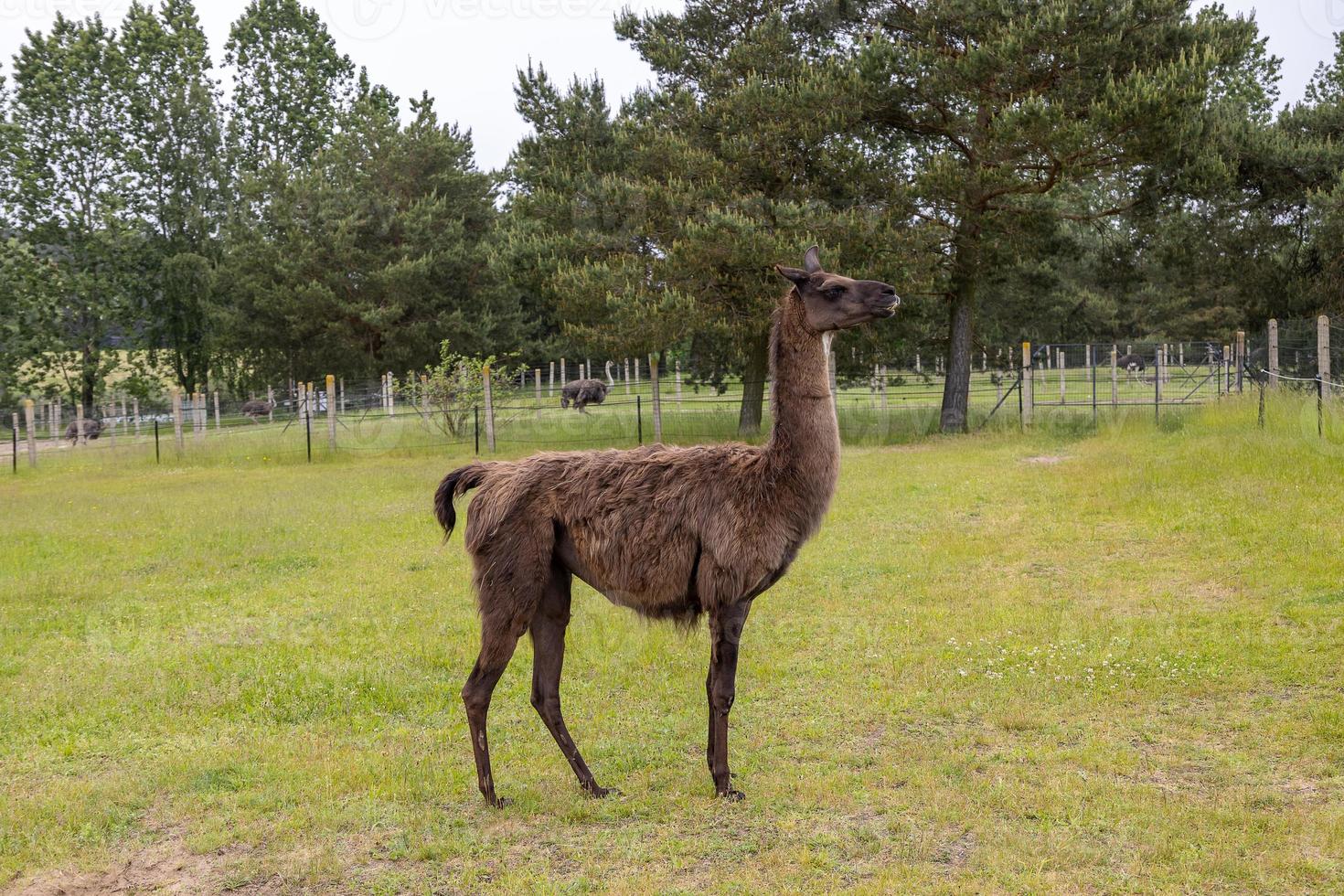 Marrone lama a piedi su verde erba su un' caldo estate giorno foto