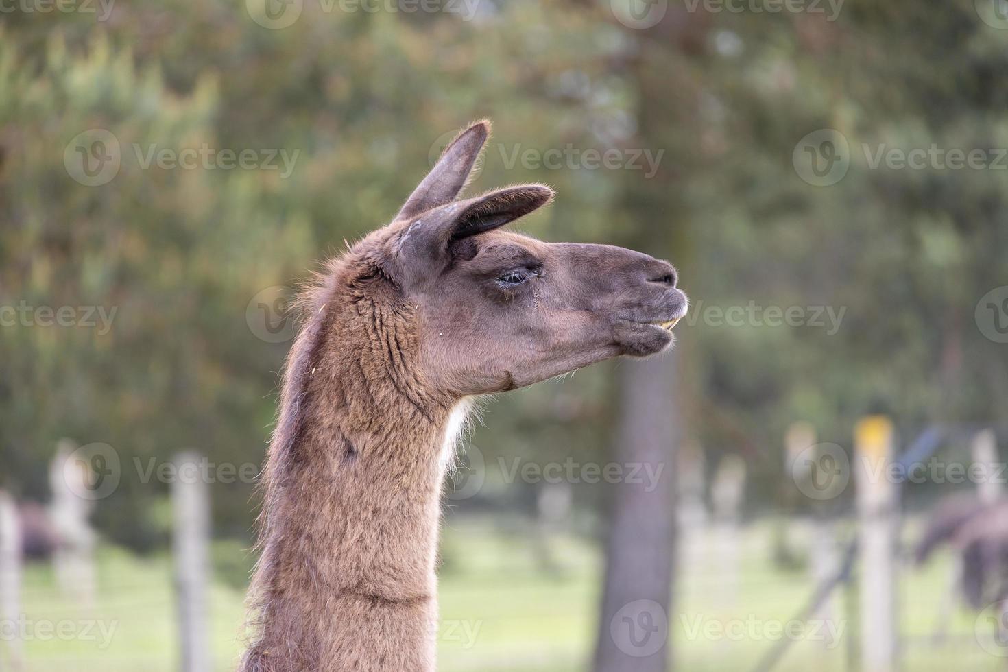 testa ritratto di un' Marrone lama all'aperto foto