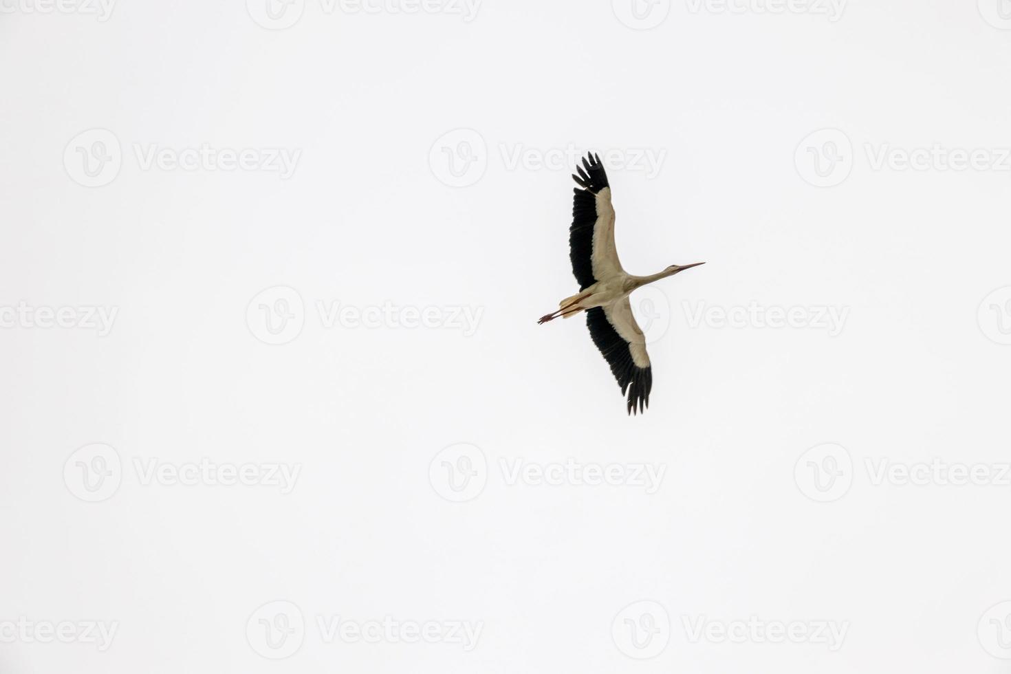 cicogna uccello volante contro il fondale di un' nuvoloso cielo foto