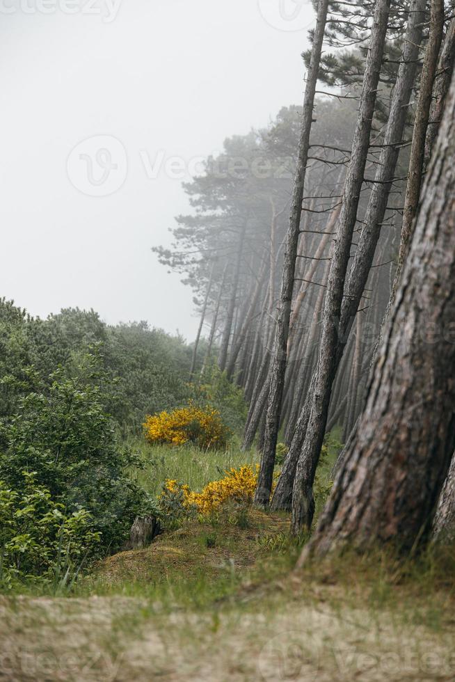 foresta in crescita su il dune su il spiaggia di il baltico mare su un' nebbioso giorno Polonia foto