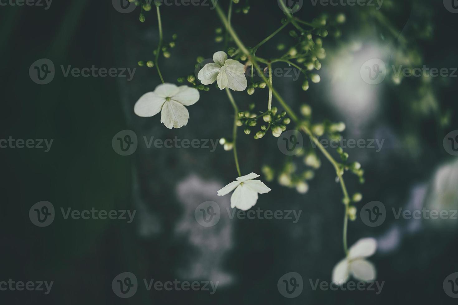 bianca primavera fiore su un' cespuglio nel un' soleggiato giardino foto