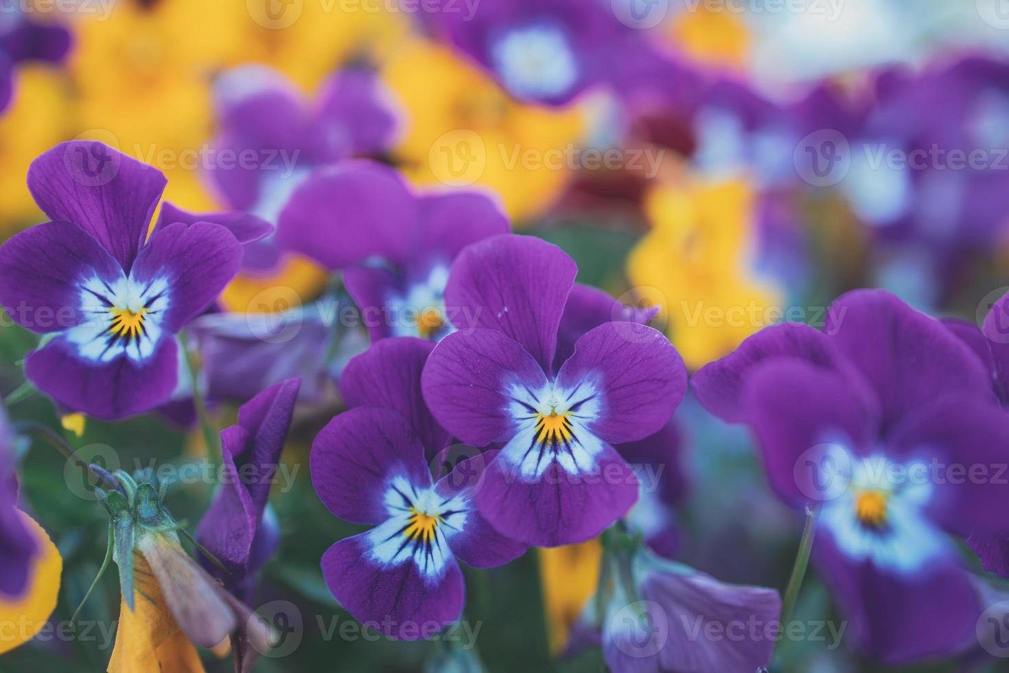 sfondo con primavera colorato viole del pensiero nel avvicinamento foto