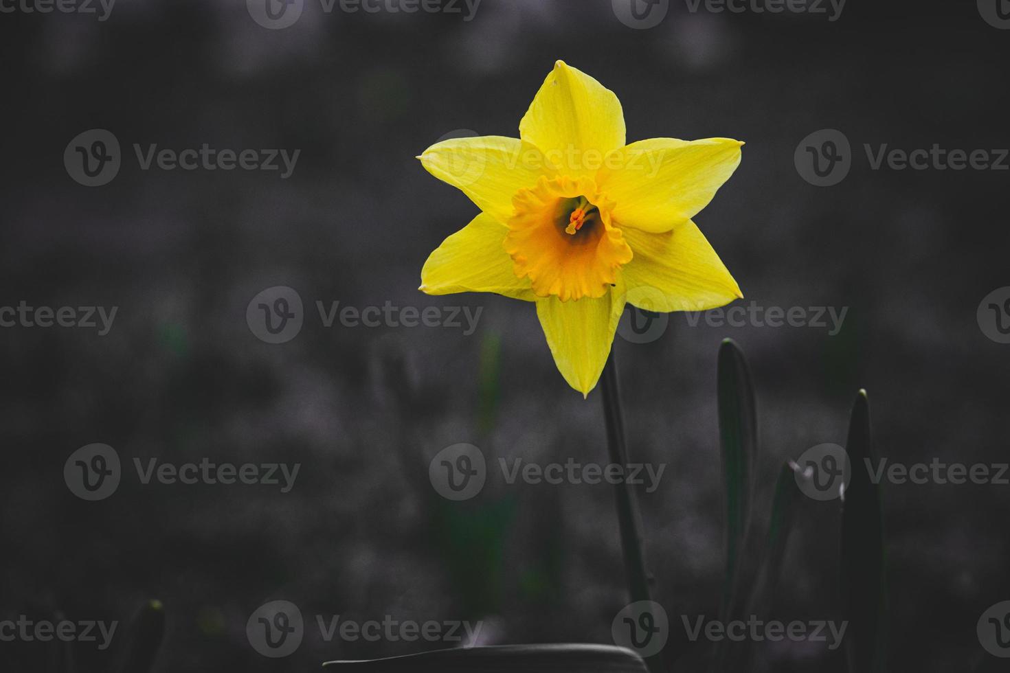 giallo narciso nel il primavera giardino nel avvicinamento foto