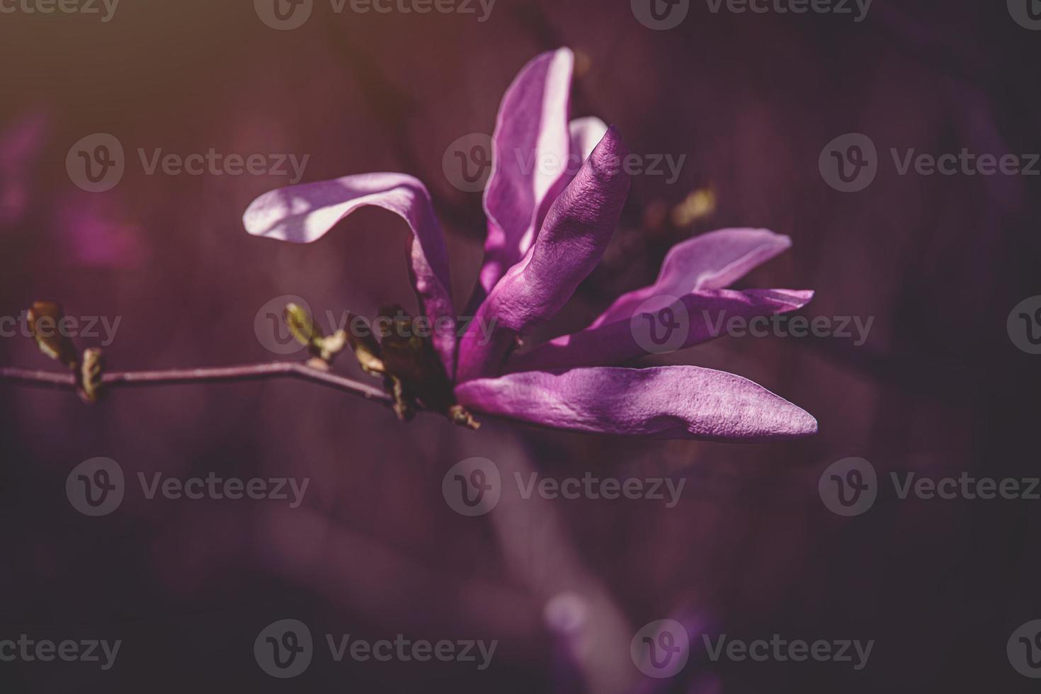 rosa magnolia fiore fioritura su il giardino albero su un' caldo primavera giorno foto