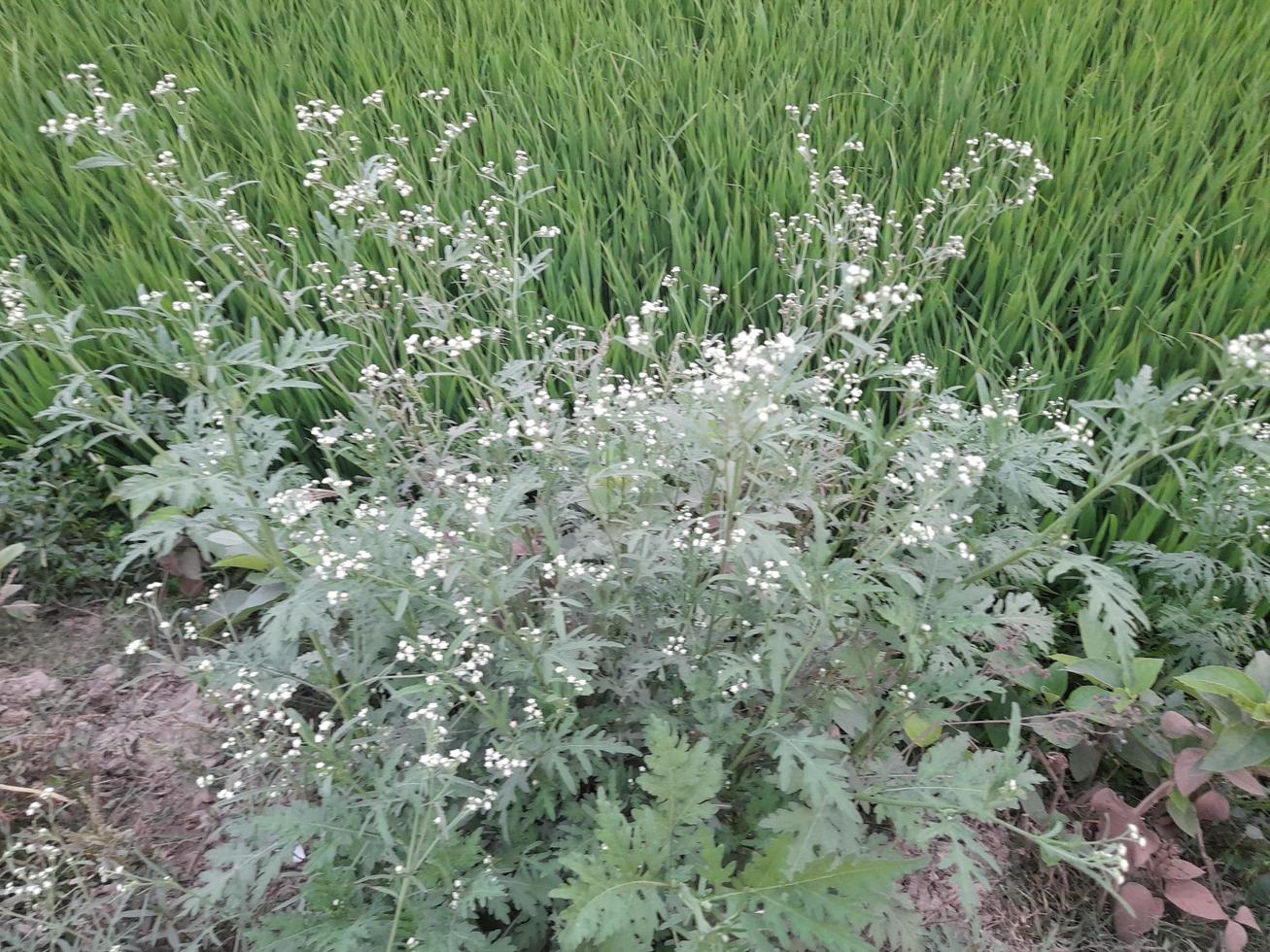 bianca sconosciuto Fiore di campo su un' verde arbusto, bangladesh, Asia foto