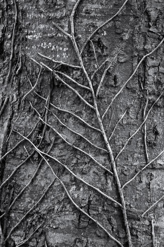 il radice di un' pianta su un' albero stelo foto