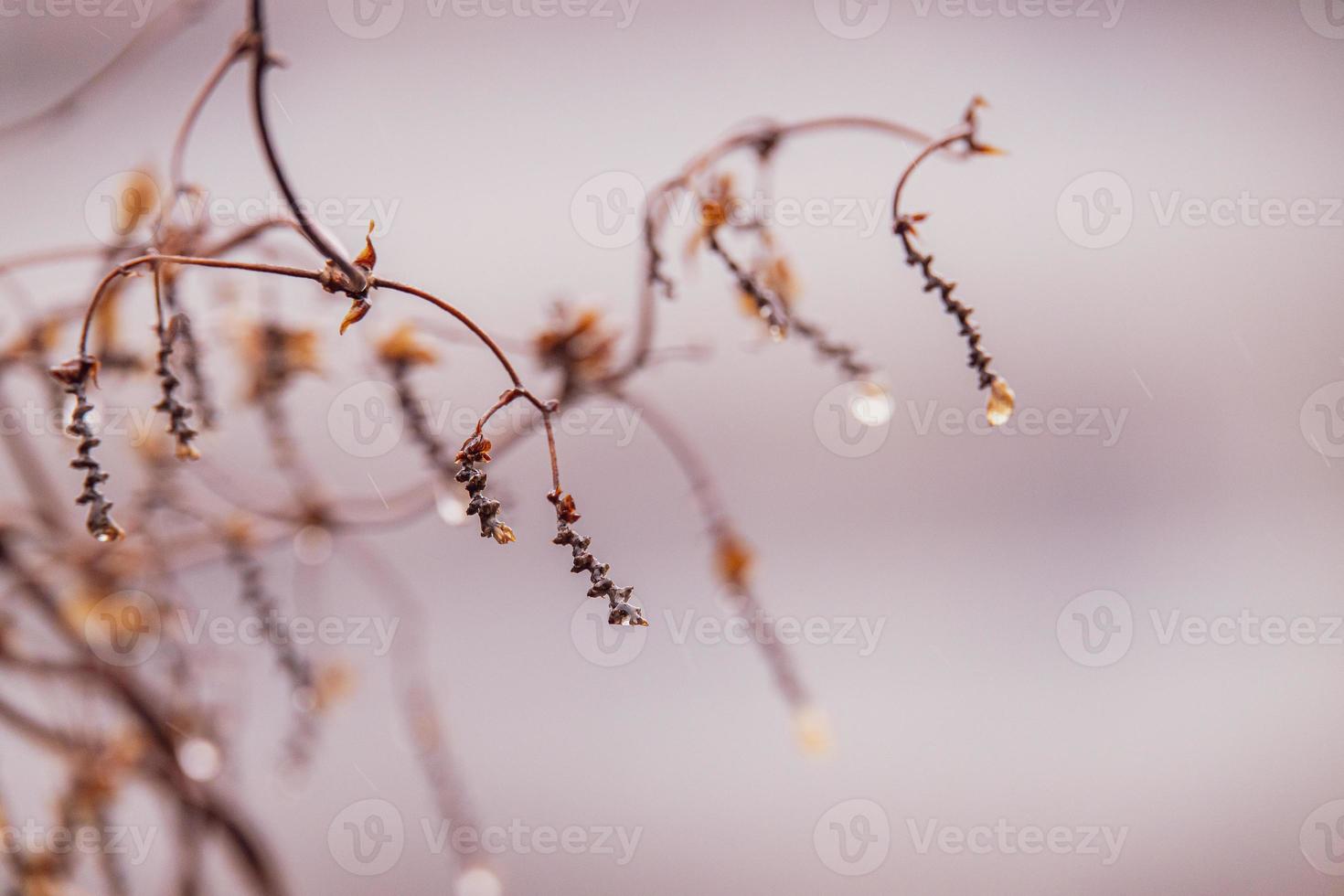 gocce di pioggia su un' ramo di un' spoglio albero nel avvicinamento nel gennaio foto