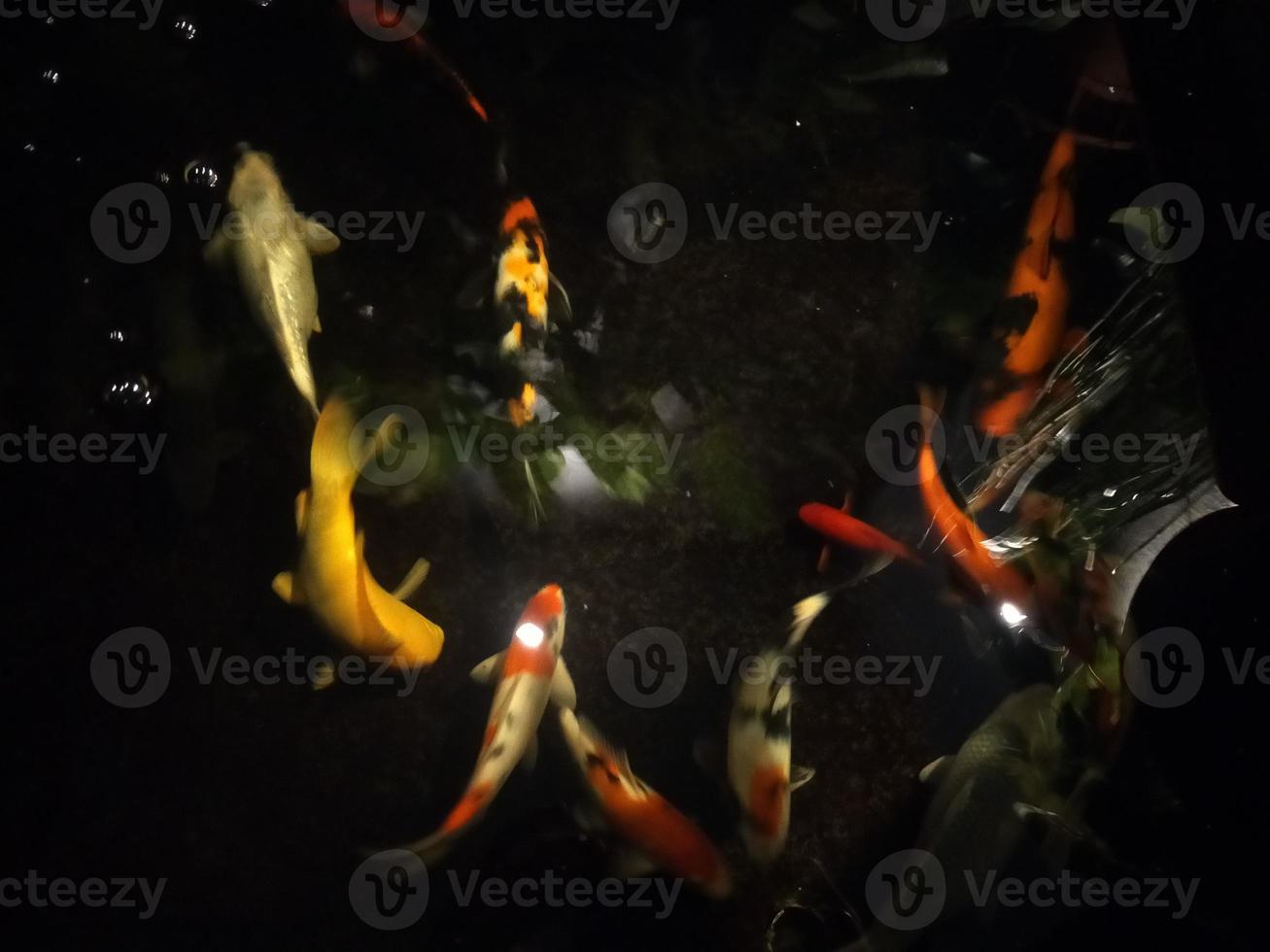 koi pesce un' principiante guida per scegliere, nutrire e mantenimento il tuo colorato stagno animali domestici foto