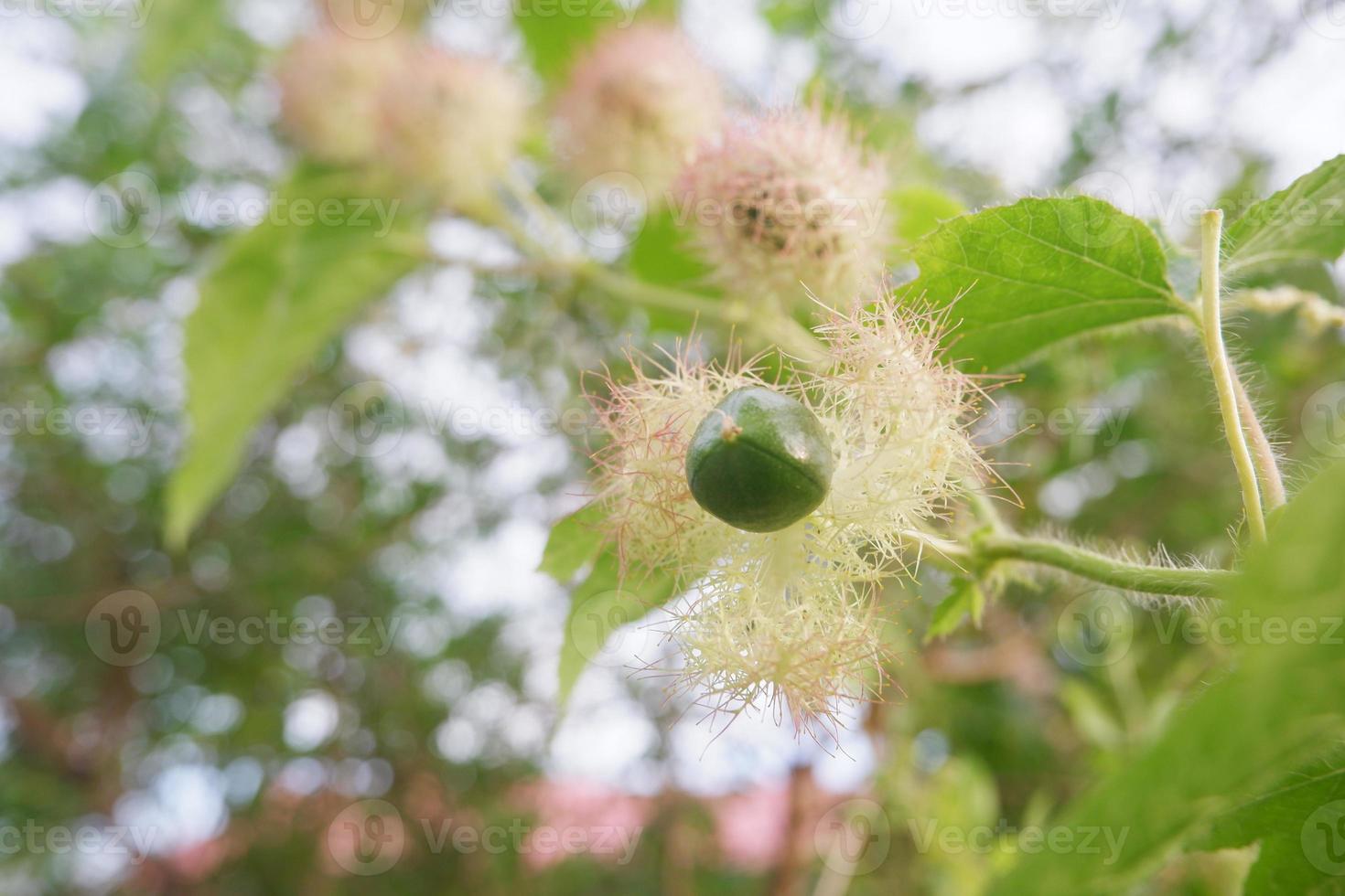 selettivo messa a fuoco per crudo verde frutta di scarlatto fiore della passione, puzzolente fiore della passione passiflora fetida. nel indonesiano esso è chiamato markisa capanna, morbido messa a fuoco foto