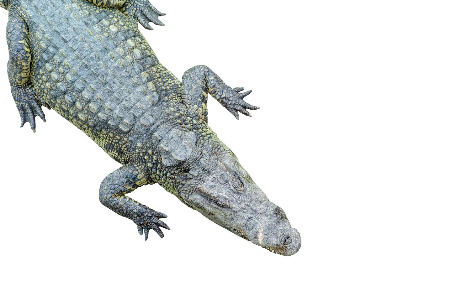 vista dall'alto di un coccodrillo che dorme su sfondo bianco foto