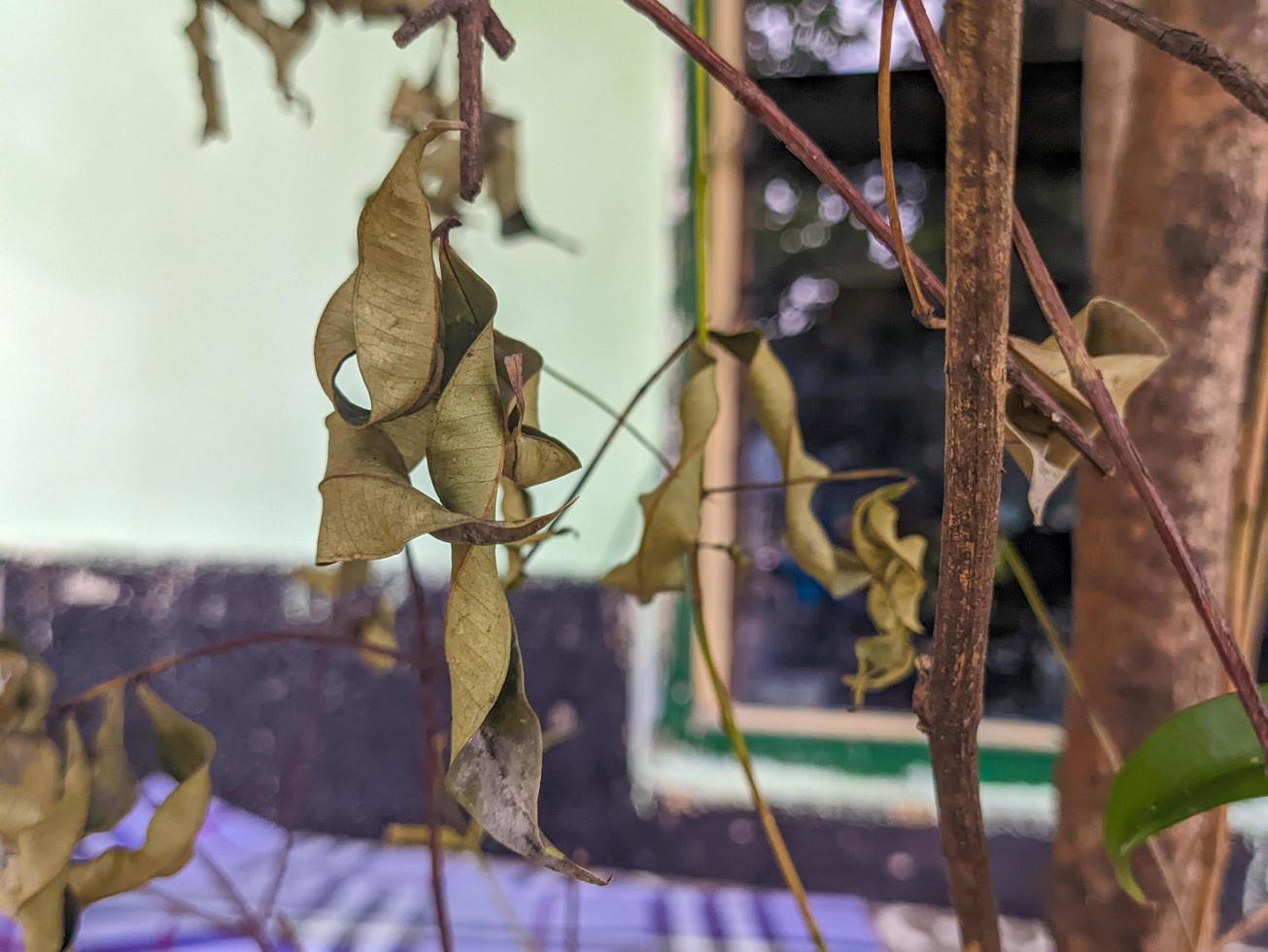 un' secco e asciutto le foglie ancora sospeso a partire dal il albero foto