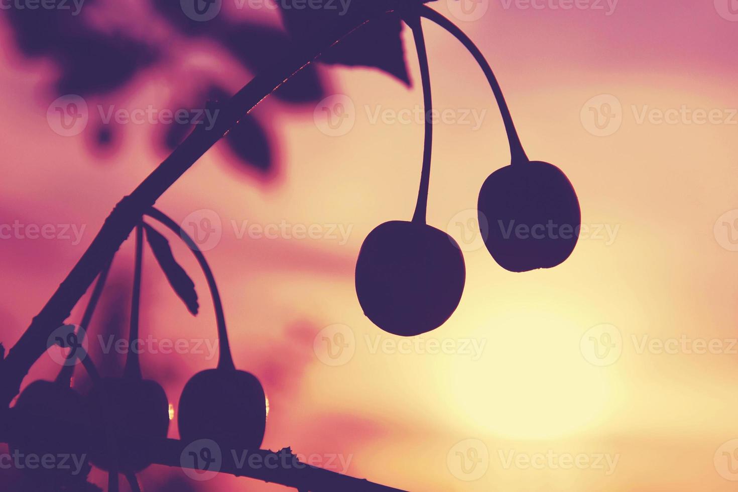 silhouette di Due ciliegie su un' ramo su estate tramonto cielo sfondo foto