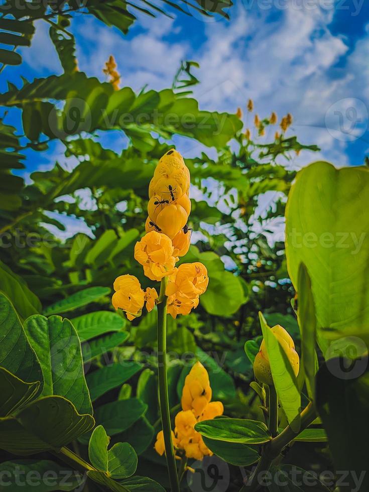 macro fotografia di formiche a piedi su giallo fiore foto