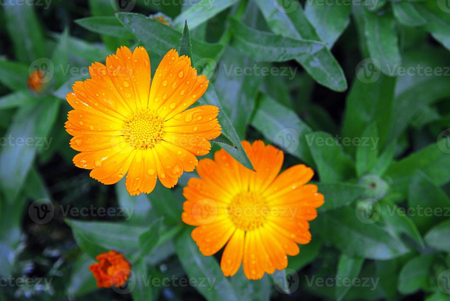 calendula fiori, calendola officinalis nel acqua gocce foto