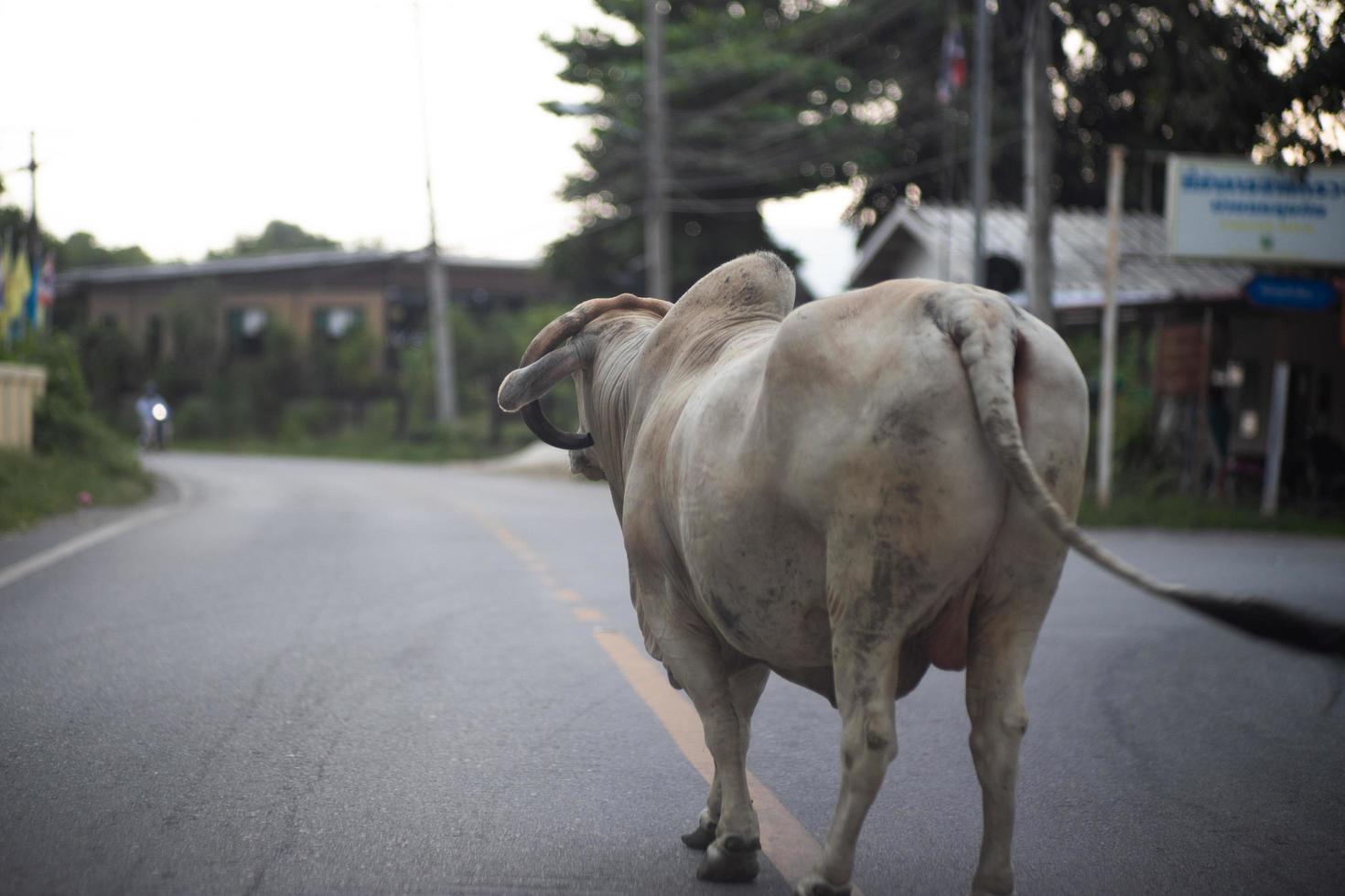 ritratto di grande mucca si trova sulla strada rurale con ignoranza del traffico foto