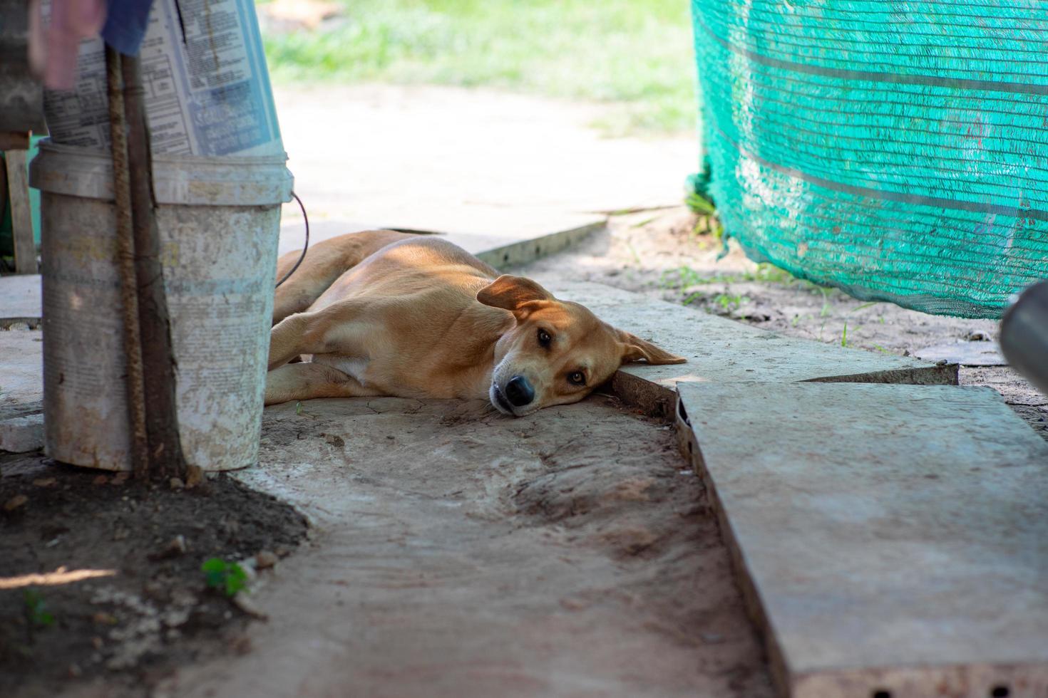 foto ritratto di cane sdraiato a terra