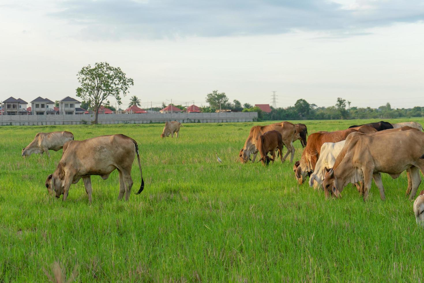 gruppo di mucche che mangiano l'erba nel grande campo foto