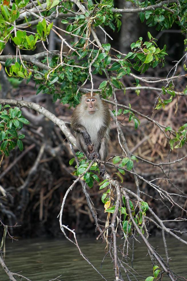 messa a fuoco selettiva sulla scimmia si siede sulle radici degli alberi di mangrovie con giungla sfocata sullo sfondo foto