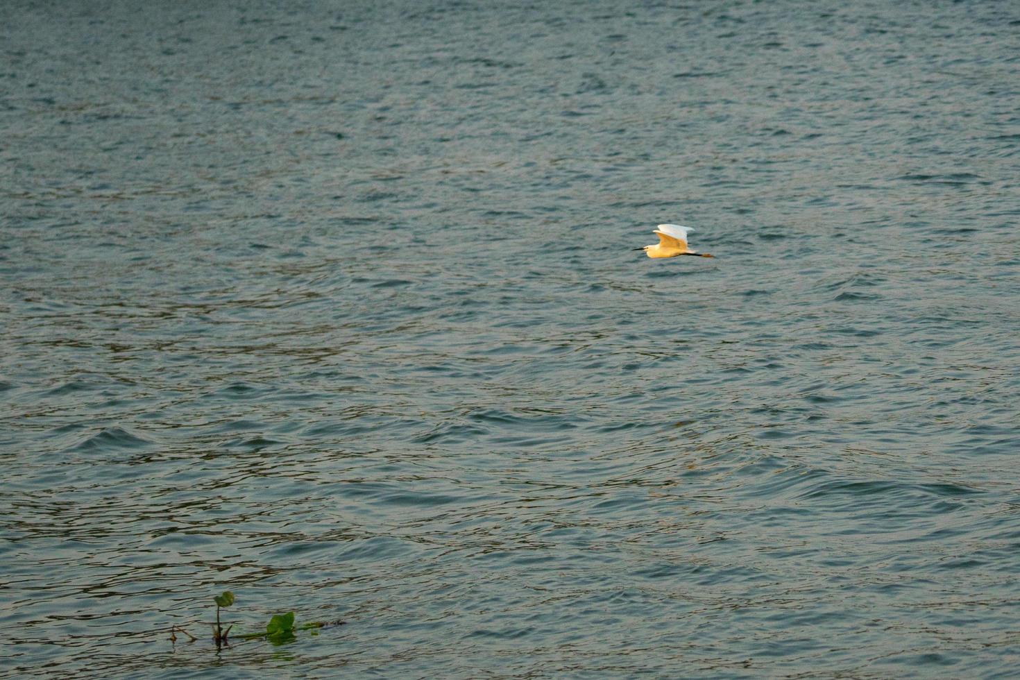 movimento sfocato uccelli che volano sopra la superficie del fiume foto