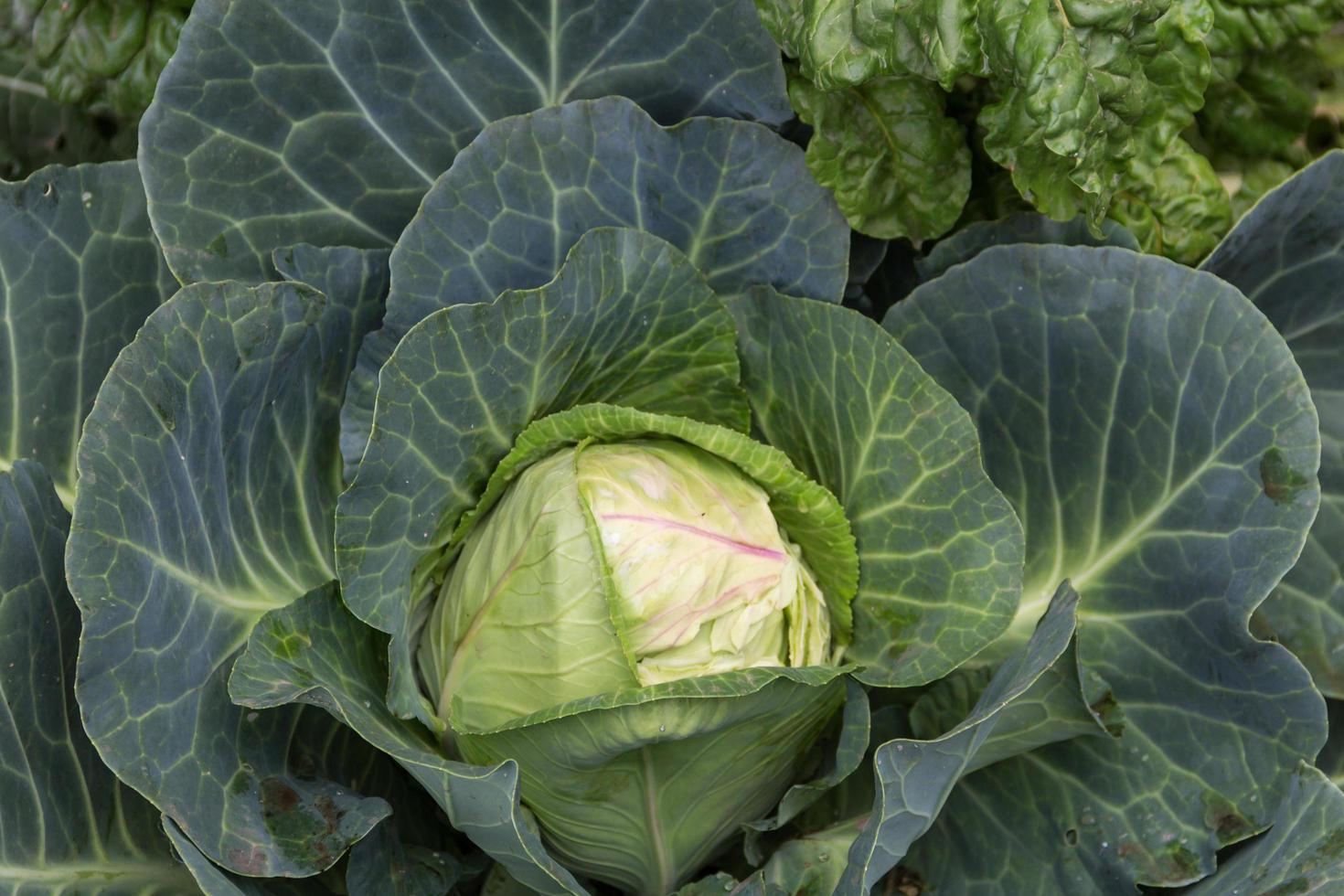 vicino su tiro di un' cavolo nel il biologico giardino foto