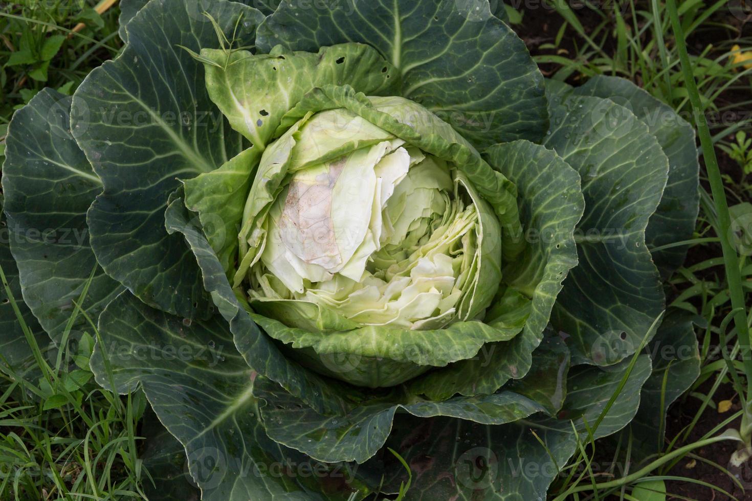 un' cavolo mangiato di selvaggio roditori nel il biologico giardino foto