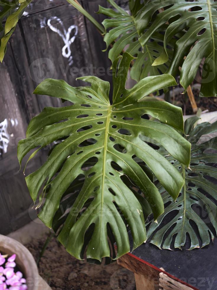 il tropicale foresta pianta sfondo foto