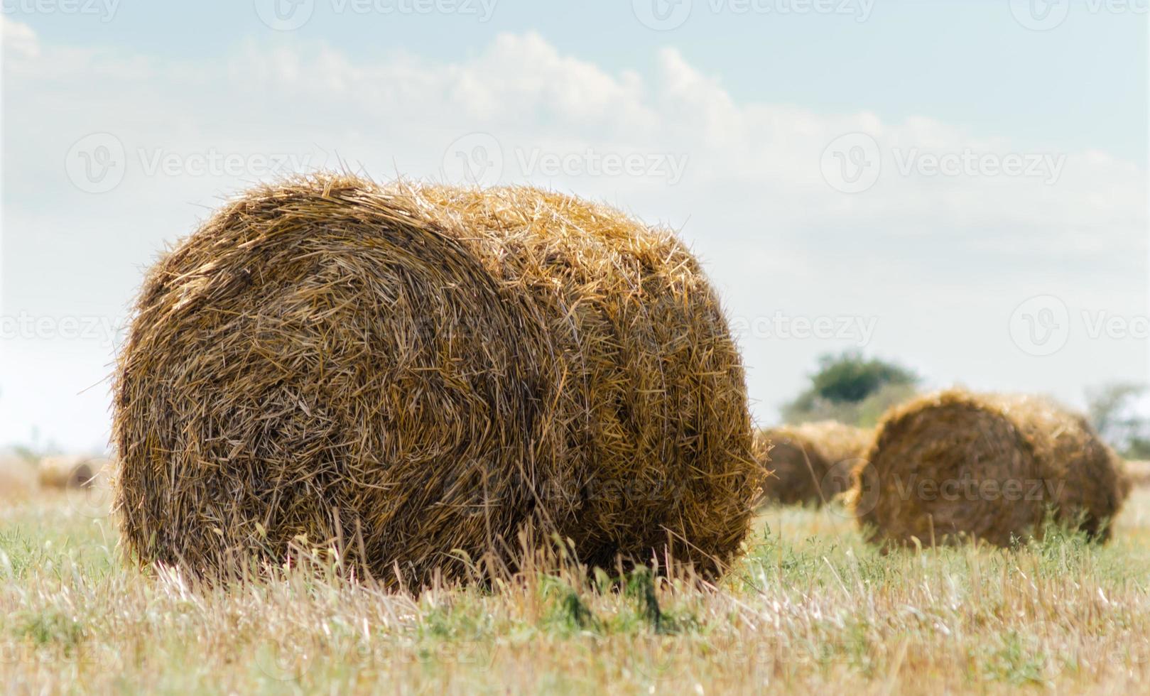 balle di fieno in un campo foto