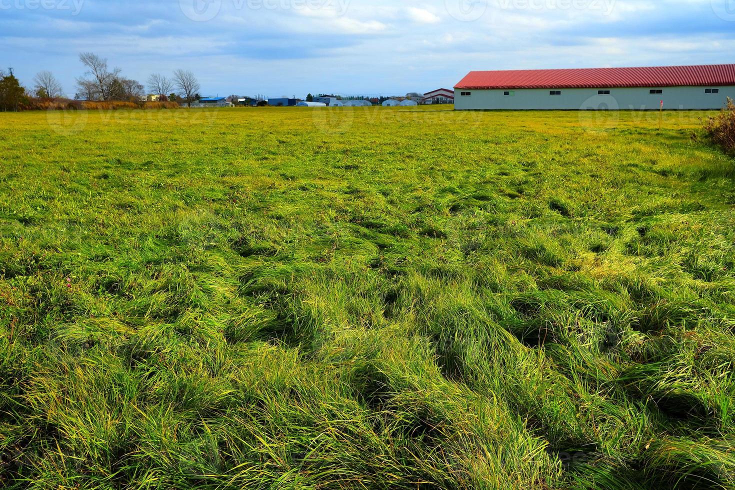 scenario di erba campo con azienda agricola sfondo nel il autunno. foto