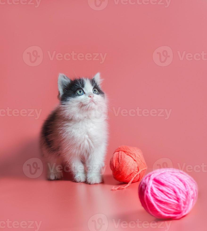 gatto bianco e nero con filato su uno sfondo rosa foto