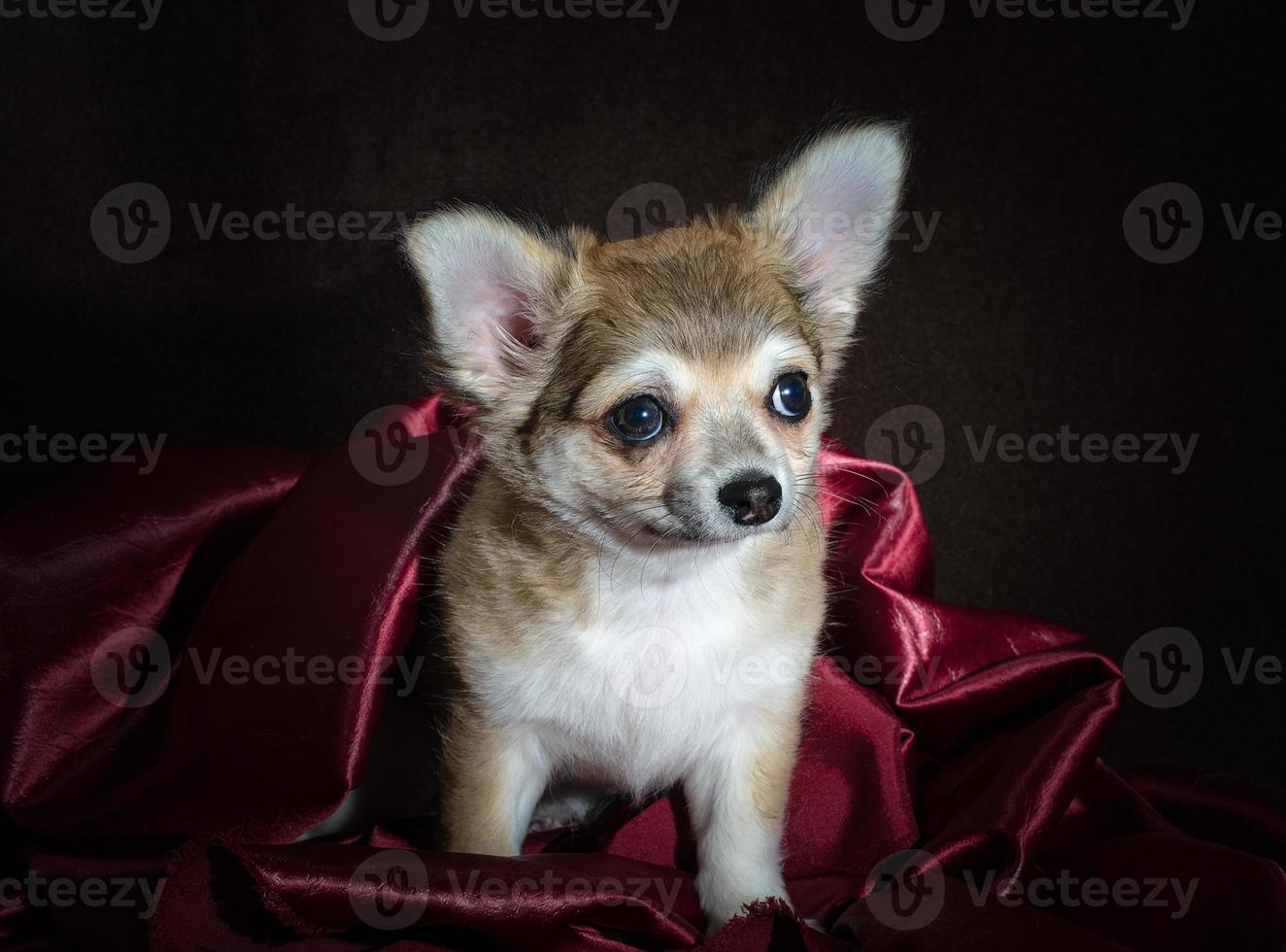 chihuahua su tessuto viola su uno sfondo scuro foto