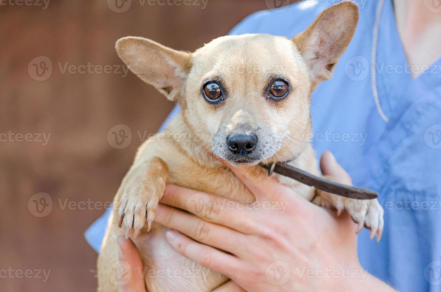 veterinario che tiene un cane marrone foto