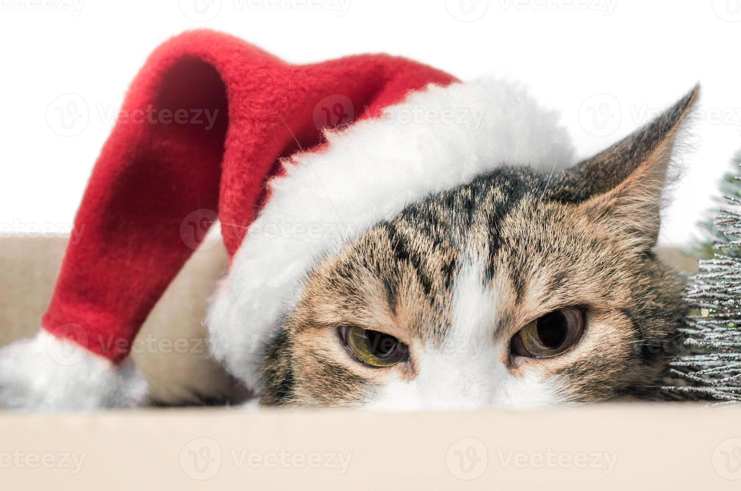 gatto arrabbiato in un cappello da Babbo Natale foto