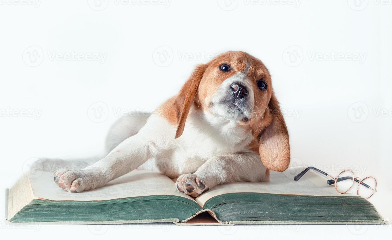 cane su un libro con gli occhiali foto