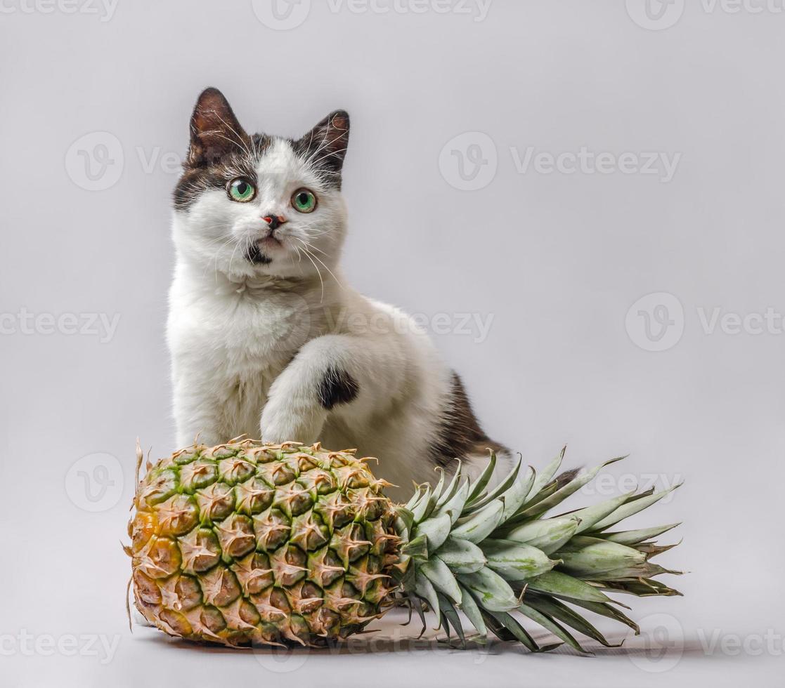 ritratto di un gatto con un ananas foto