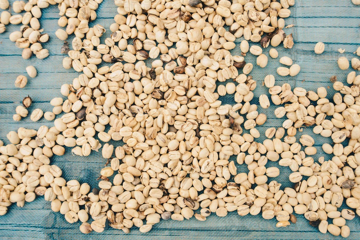 gruppo di crudo caffè fagioli prendere il sole processi prima arrosto. foto