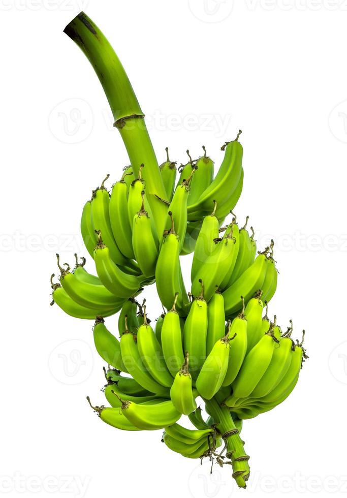 un' mazzo di verde banane isolato con un' vuoto sfondo foto