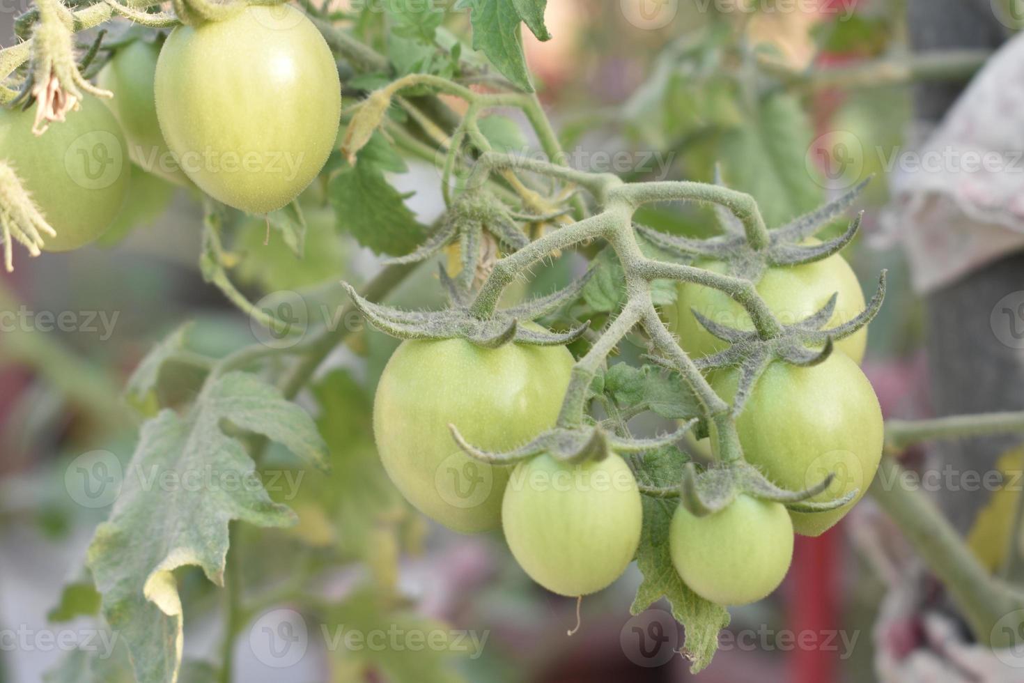 verde pomodori su il pianta foto