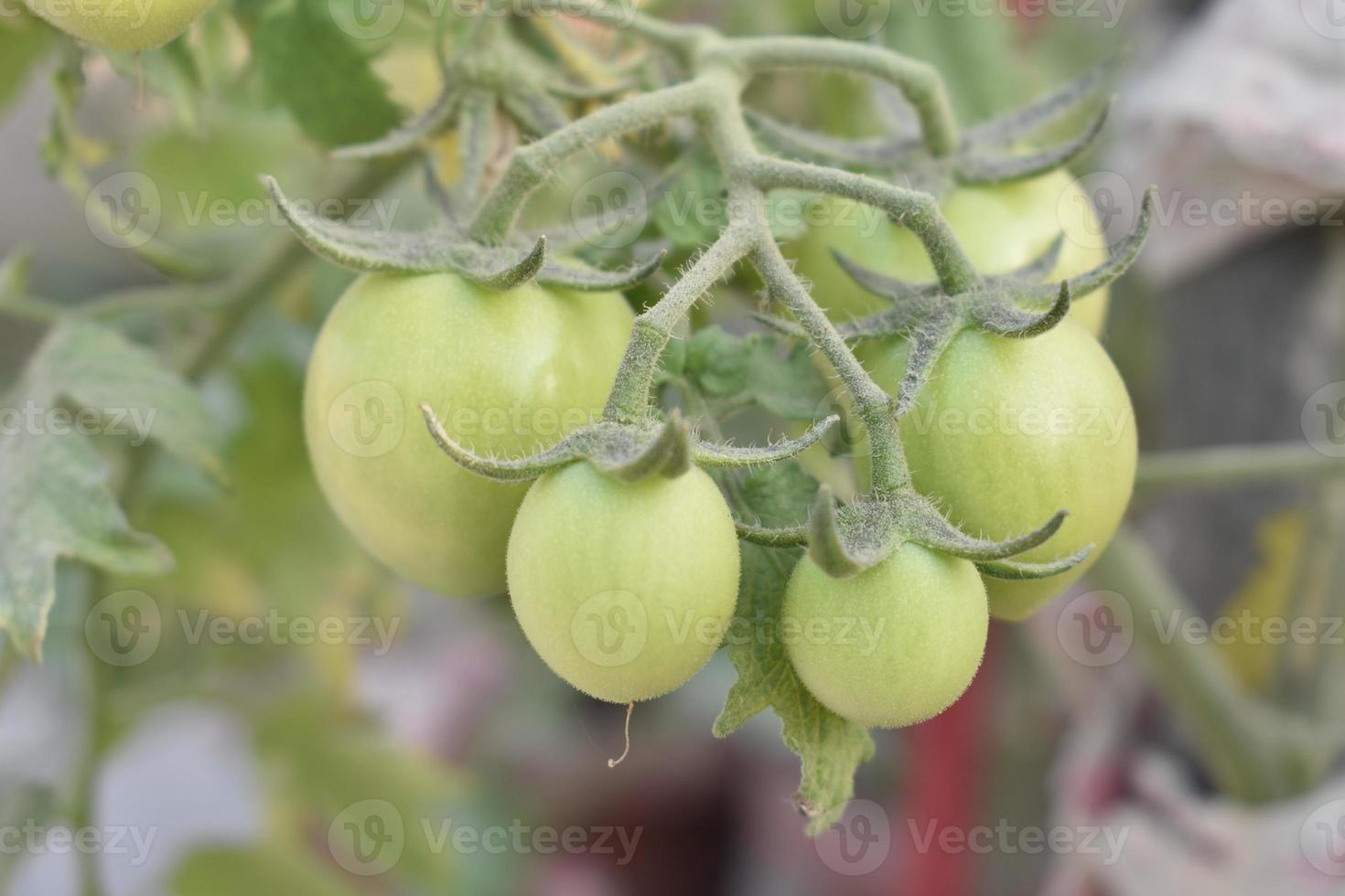 verde pomodori su il pianta foto