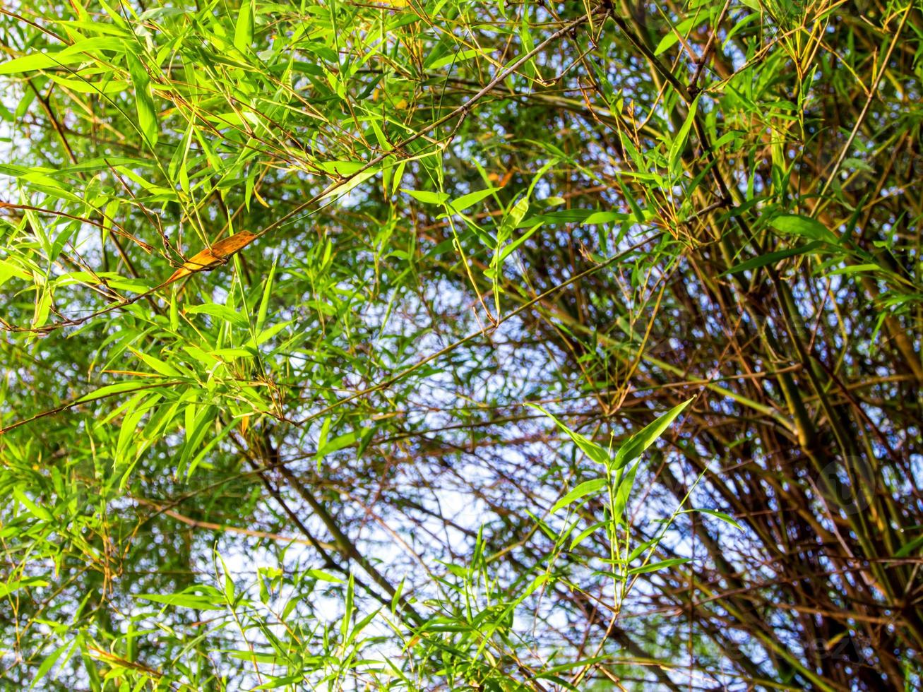 freschezza colore verde foglia di bambù foto