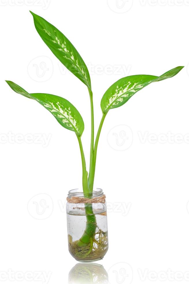 dieffenbachia pianta le foglie nel un' bicchiere vaso. bianca puntini e strisce su il foglia isolato su bianca sfondo. tropicale ornamentale pianta fogliame foto